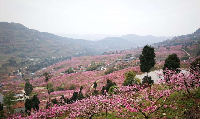 桃花的象征意义（探寻桃花在中国文化中的象征与意义）