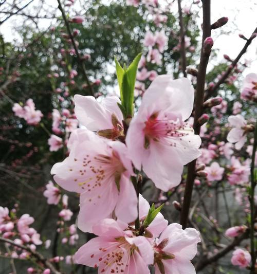 桃花的花语与寓意（桃花花语的象征含义解读及其文化意义）