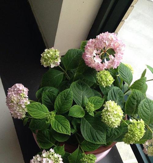 无尽夏的花语（透过花语）