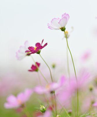 五瓣花的花语和寓意（揭秘五瓣花的奇妙语言——花语与寓意）