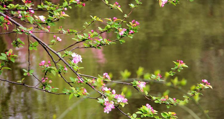 以西府海棠——花开花落的寓意与花语（唤醒心灵的花朵）