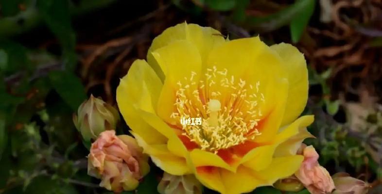 仙人掌的花语与寓意（探索仙人掌的花语）