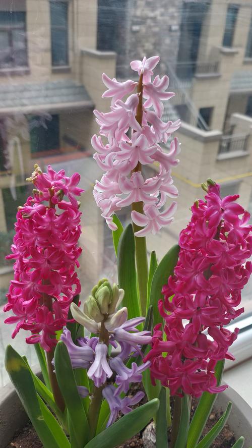 洋葱开花的奇观与寓意（揭秘洋葱开花之美丽和象征意义）