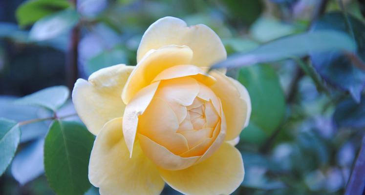 花语浪漫，爱之花盛开（探索不同花卉的爱情花语）
