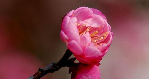 重逢的花（寄托重逢之情）