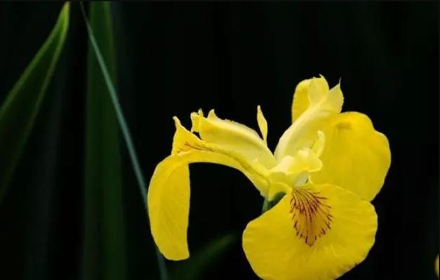 自信之花（以有什么花的花语是自信）