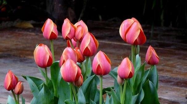 自信之花（以有什么花的花语是自信）