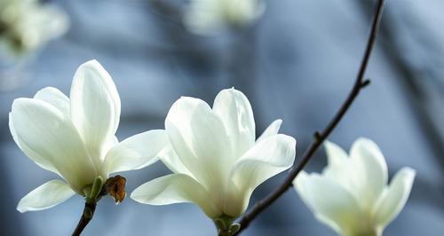 玉兰花的花语与寓意（揭开玉兰花背后的含义）