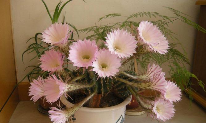 仙人掌花语（以仙人掌为载体）