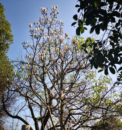 高贵纯洁的花之魅力绽放（以花为媒）