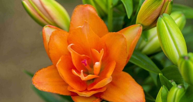 小苍兰花语与传说（小苍兰的花语及传说故事）
