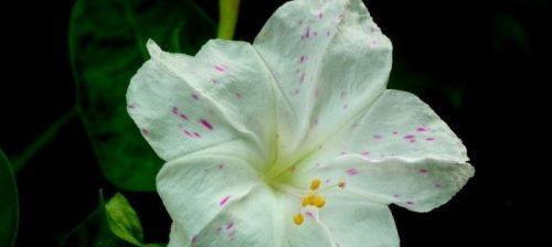 以夜来香的花语——传递爱与思念的芬芳（以夜来香的美丽花语）