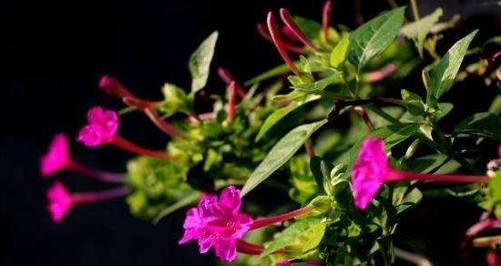 以夜来香的花语——传递爱与思念的芬芳（以夜来香的美丽花语）