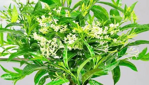 深入探究以夜来香的意义与魅力（一朵花的香气）