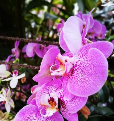 兰花的花语（探寻兰花花语的深层内涵与传承）