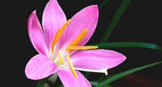 兰花的花语（探寻兰花花语的深层内涵与传承）