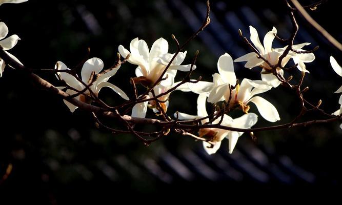 玉兰花语（以不同颜色玉兰花的花语）