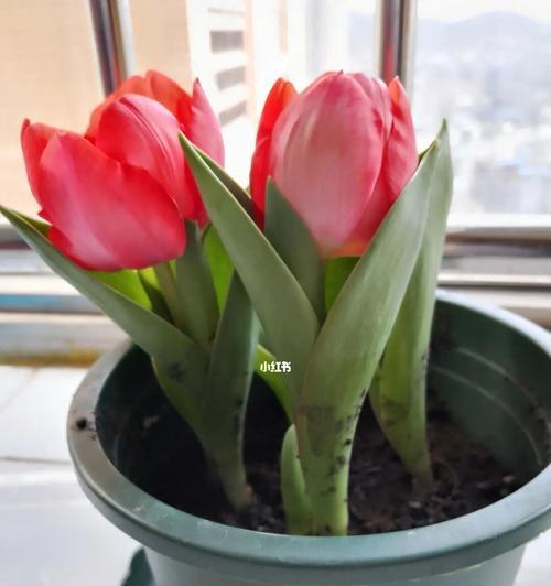 郁金香小黑人的花语（探索郁金香小黑人的花语）