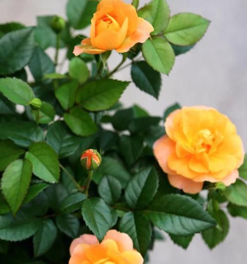 月桂花与希腊神话（神圣）