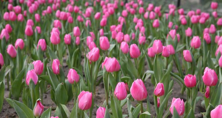 春节郁金香花语的深意（传递祝福的春节郁金香）