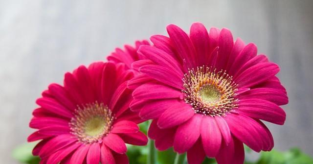以重瓣菊花的花语和象征（揭秘重瓣菊花的多重寓意）