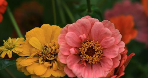 以重瓣菊花的花语和象征（揭秘重瓣菊花的多重寓意）