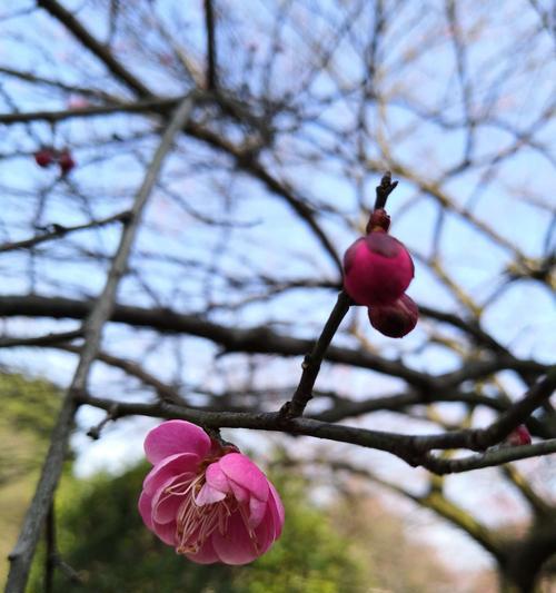 竹子与梅花——意境与人生的寓意（竹梅情缘）