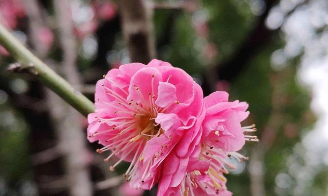 竹子与梅花——意境与人生的寓意（竹梅情缘）