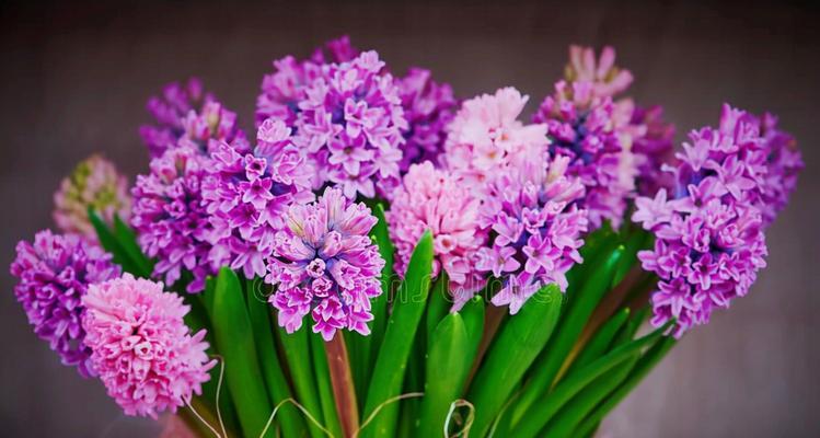 紫色海棠花花语——寄托着爱和祝福的鲜花（探索紫色海棠花的花语及其象征意义）