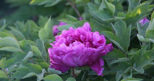 紫色牡丹花语——富贵康宁的象征（紫色牡丹花语的深刻寓意及其文化传承）