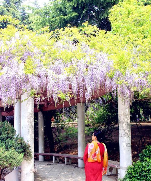 紫藤花的花语和香味（揭示紫藤花的意义与魅力）
