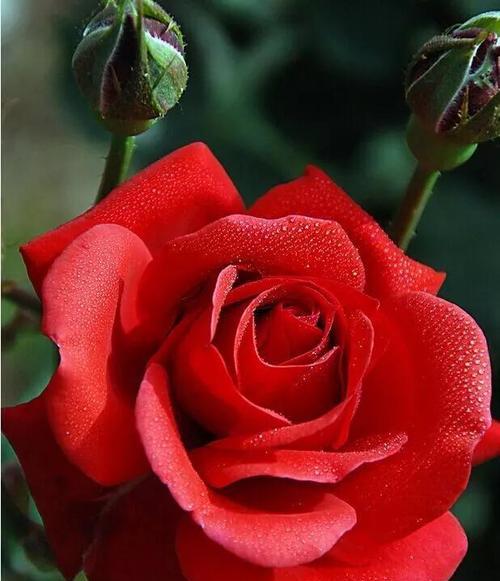 紫月季花语（紫月季花语的深层内涵和心灵启示）