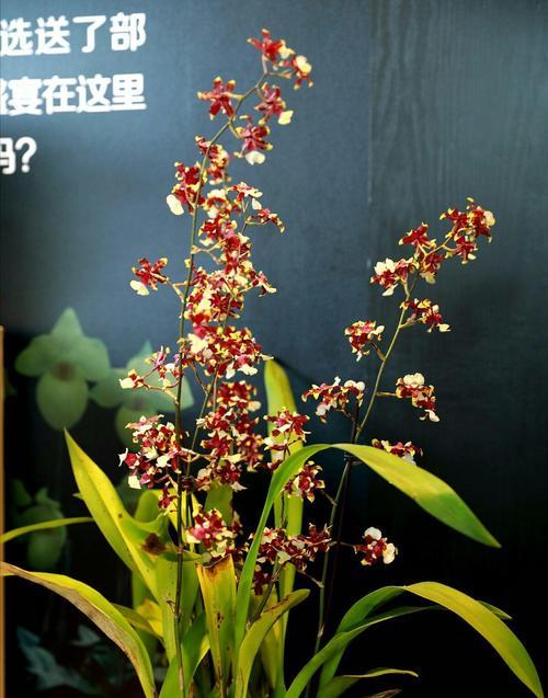 以蕙心兰质，凝聚卓越品质（追寻卓越）