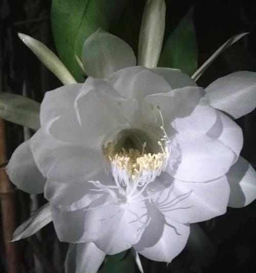 昙花的花意义与象征（探寻昙花背后的深意）