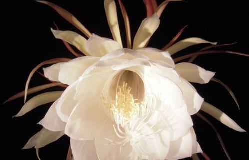 昙花的花意义与象征（探寻昙花背后的深意）