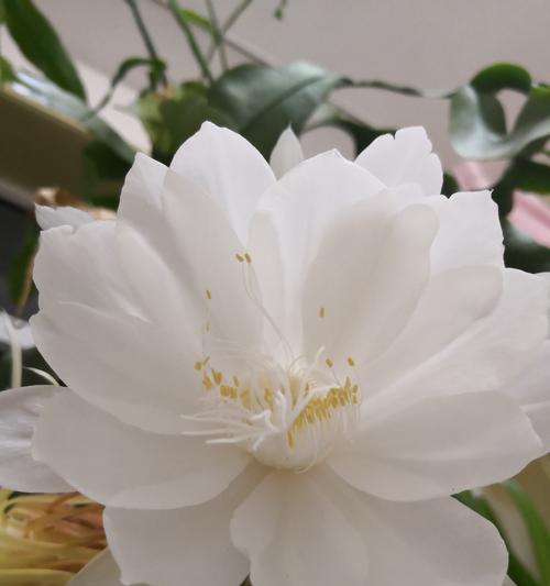 昙花的传说故事（昙花花语让爱重生）