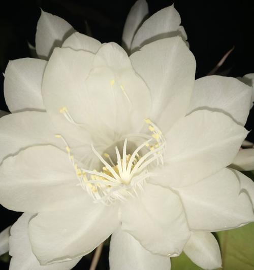 昙花开花，象征人生之美（追逐希望）