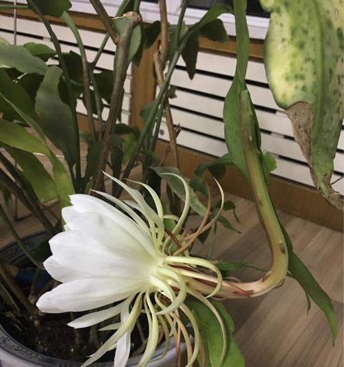 昙花（昙花的象征意义与生命哲学）