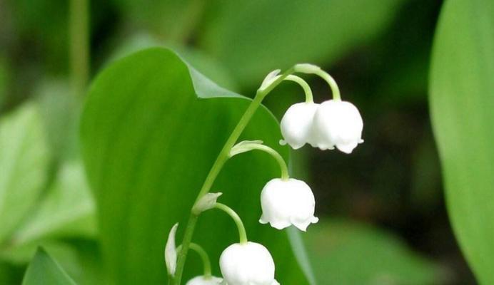 钤兰花（花开花落）