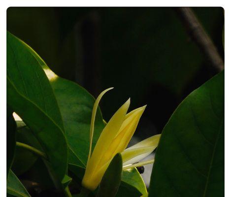 白兰花的花语（探寻白兰花背后的花语）
