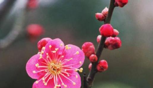 冬天的梅花（冬天里的瑰丽奇迹）