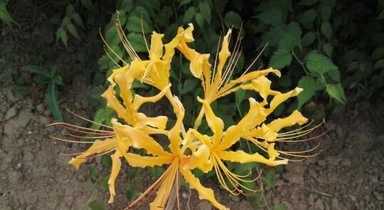 花语与传说（探索花草笑语背后的意义与神秘）