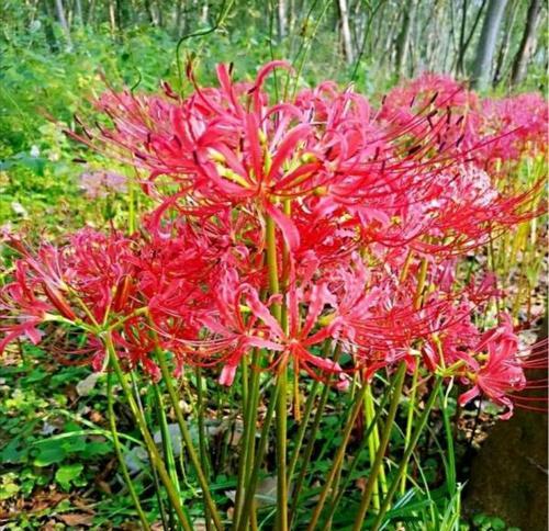 花语与传说（探索花草笑语背后的意义与神秘）