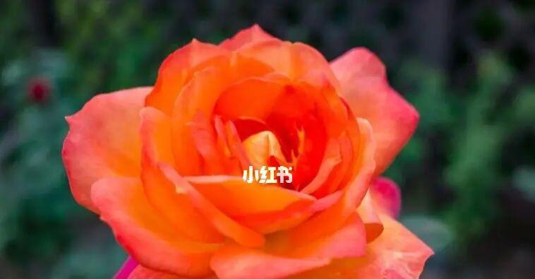 花语的奥秘（用花语传递情感的真实力量）