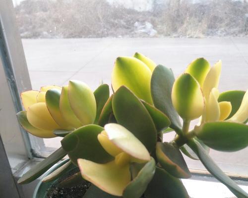 黄金花月（探索黄金花月的文化意义与传承）