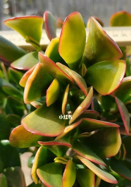 黄金花月（探索黄金花月的文化意义与传承）