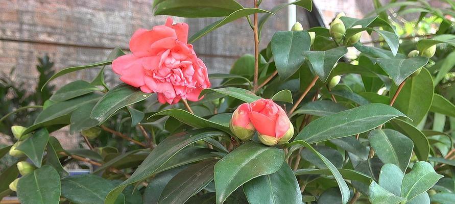 山茶花什么时候开花（关于山茶花的花期简介）