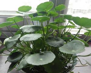 铜钱草对光照要求高吗（铜钱草养护的正确方法）
