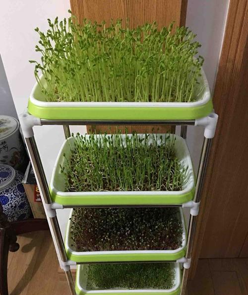 如何种芽苗菜（掌握关键步骤）
