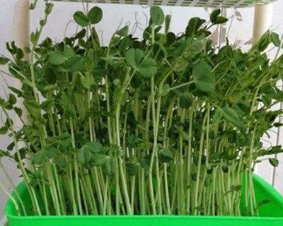 如何种芽苗菜（掌握关键步骤）